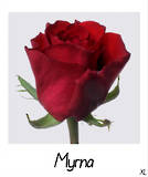 Myrna+